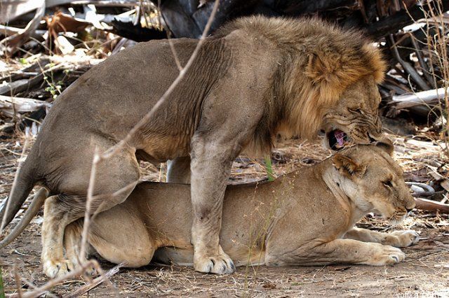 ��� �������� ������ ���