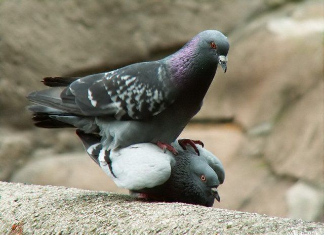 ��� �������� ������ ���