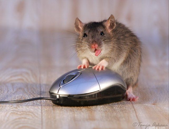 ��� �������� ������ ���