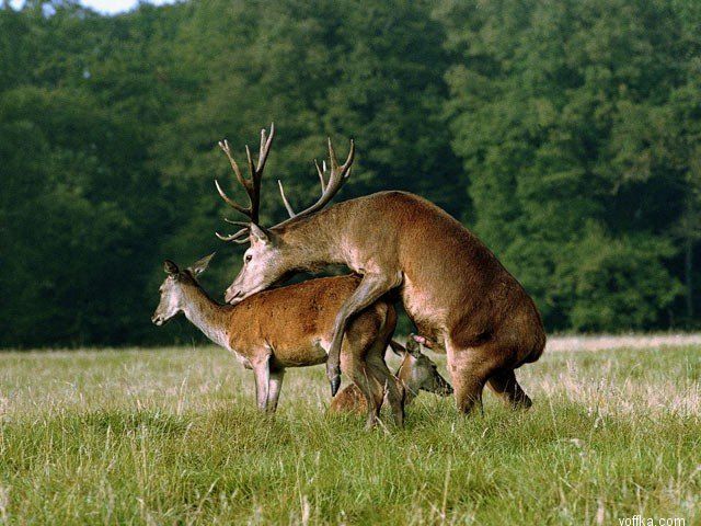 ��� �������� ������ ���