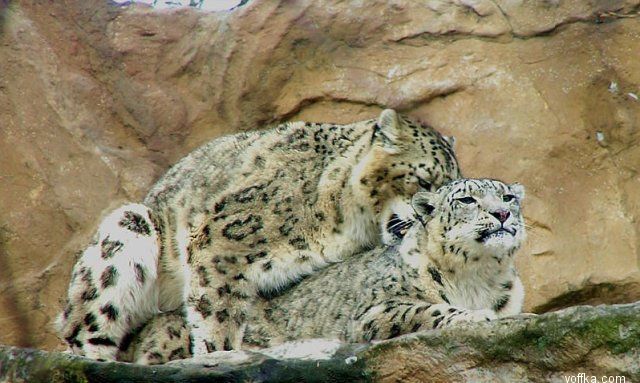 ��� �������� ������ ���