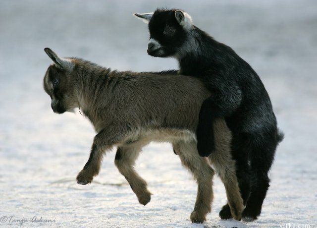 ��� �������� ������ ���