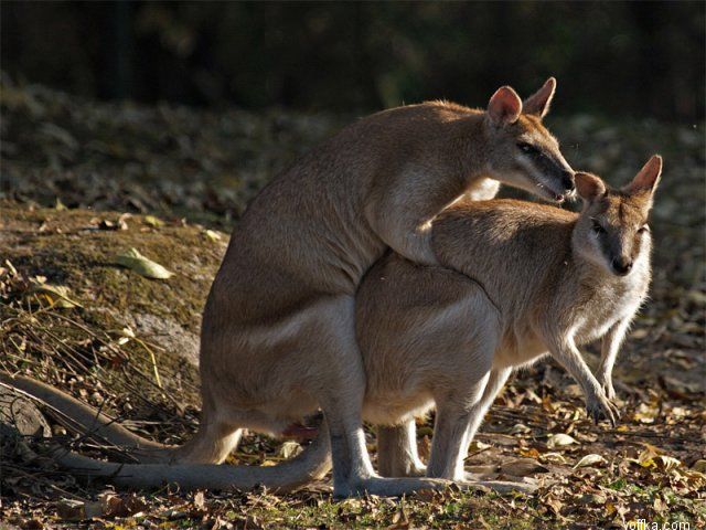 ��� �������� ������ ���