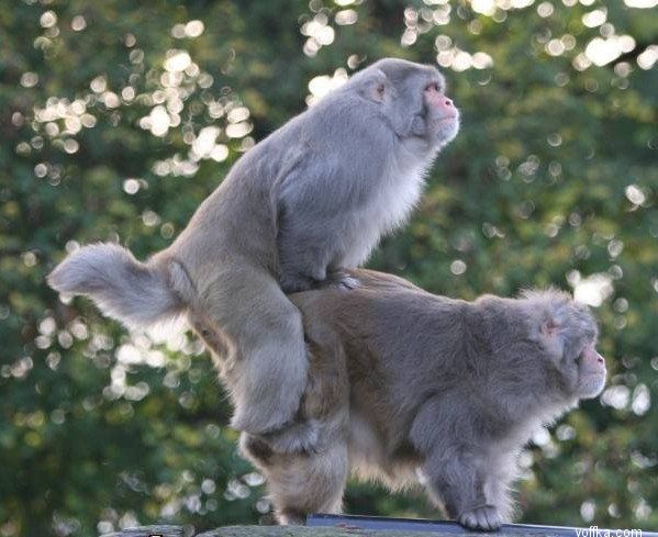 ��� �������� ������ ���