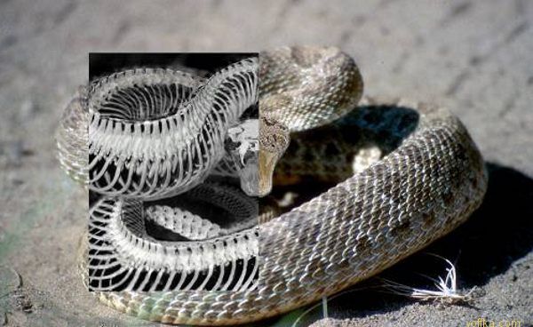 �������� ����������