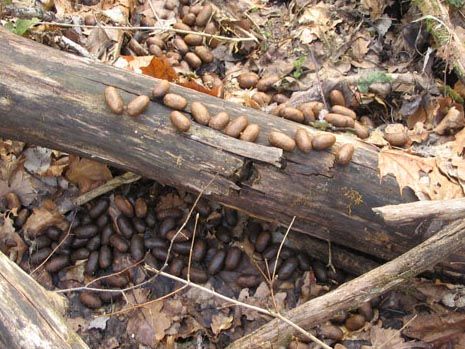 ������������� ����������