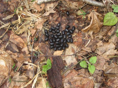 ������������� ����������