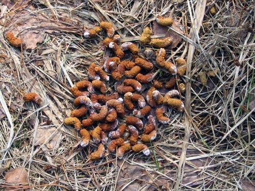 ������������� ����������