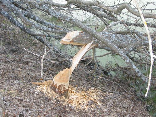 ������������� ����������