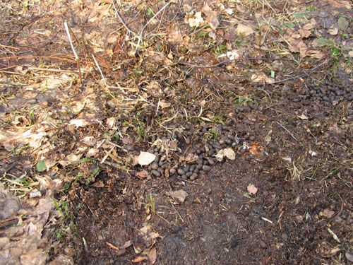 ������������� ����������