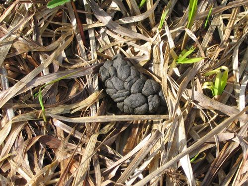 ������������� ����������