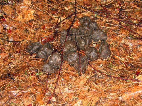 ������������� ����������