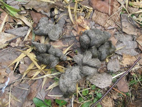 ������������� ����������