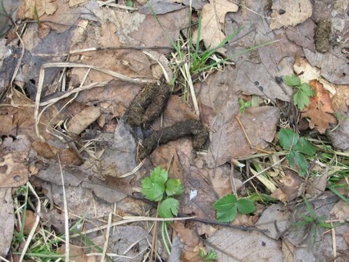 ������������� ����������