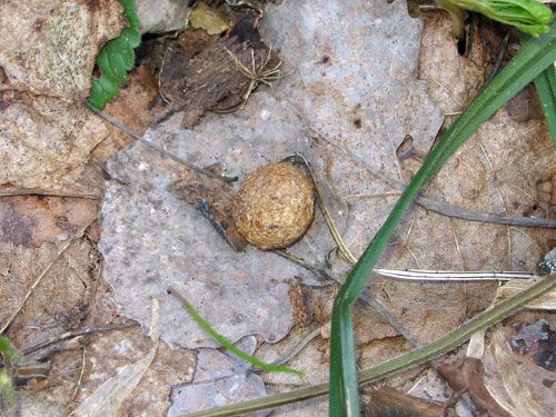 ������������� ����������