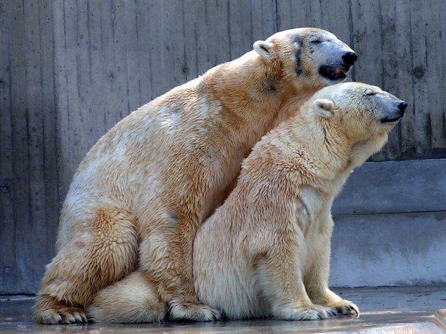 ���� ���� �������� ���������..