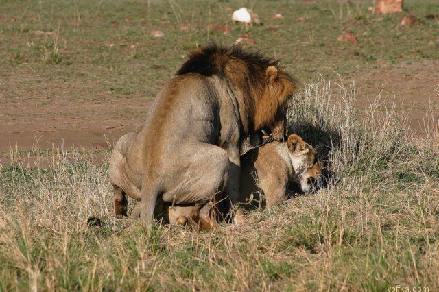 ���� ���� �������� ���������..