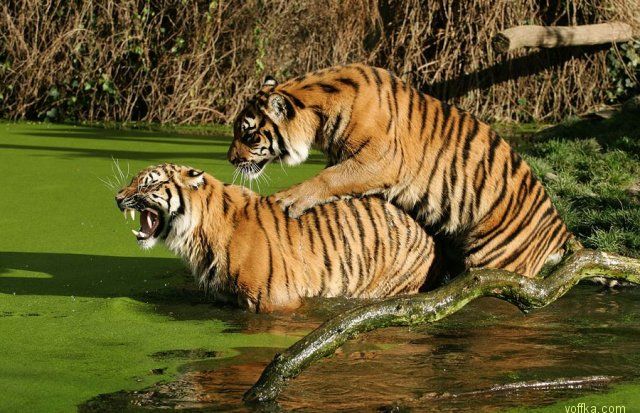 ���� ���� �������� ���������..