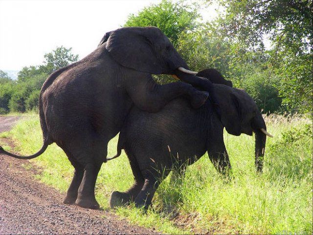 ���� ���� �������� ���������..