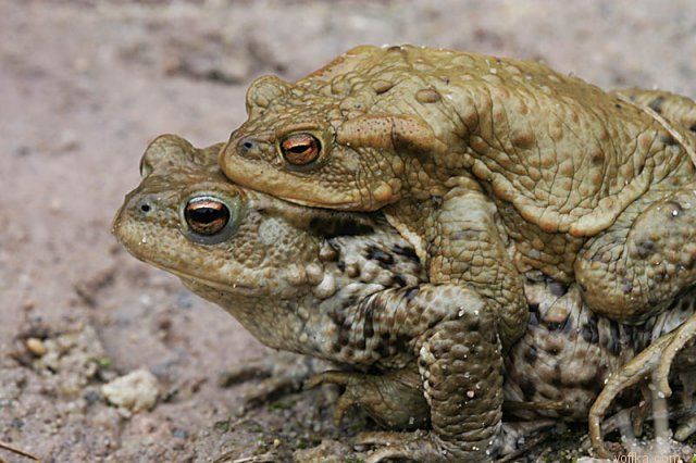 ���� ���� �������� ���������..