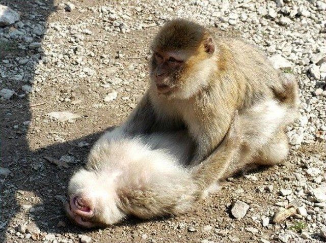 ���� ���� �������� ���������..