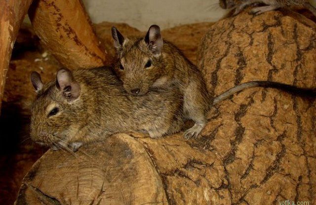 ���� ���� �������� ���������..