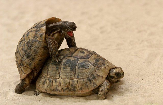 ���� ���� �������� ���������..