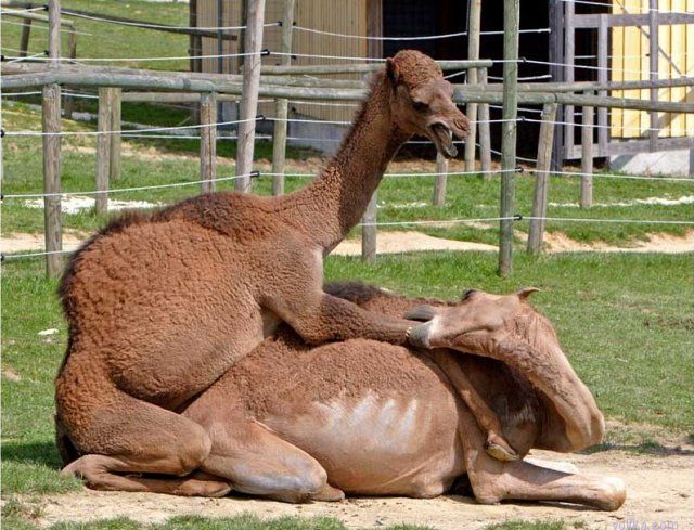 ���� ���� �������� ���������..