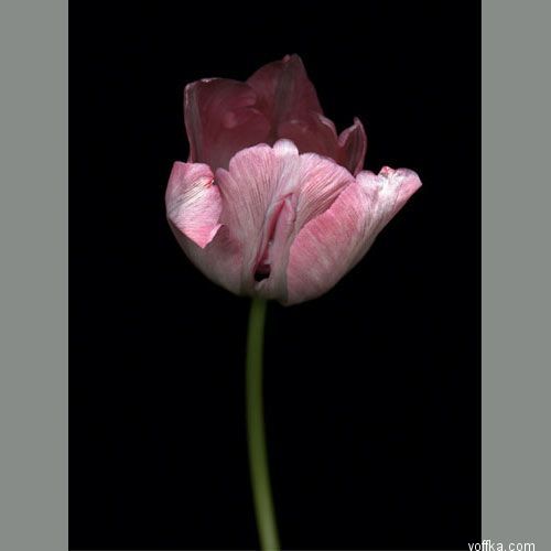 ��������� ����� 